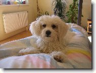 Bichon � poil fris�, Bichon Frise