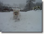 Bichon � poil fris�, Bichon Frise