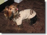 Jork��rsk� terier, Yorkshire Terrier,