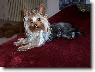 Jork��rsk� terier, Yorkshire Terrier,