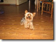 Jork��rsk� terier, Yorkshire Terrier,
