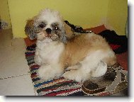 �icu, Shih-Tzu
