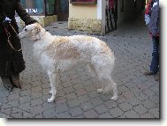 Borzoi � Russian Hunting Sighthound
