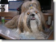 �icu, Shih-Tzu
