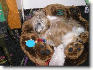 �icu, Shih-Tzu