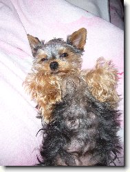 Jork��rsk� terier, Yorkshire Terrier,