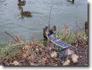 Jork��rsk� terier, Yorkshire Terrier,