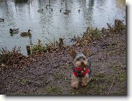 Jork��rsk� terier, Yorkshire Terrier,
