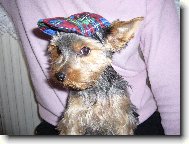 Jork��rsk� terier, Yorkshire Terrier,