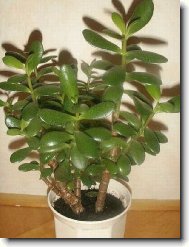 Crassula