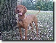 R�vidsz�r� Magyar Vizsla, Hungarian Short-haired Pointing Dog