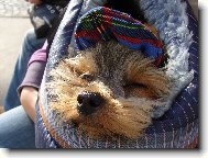 Jork��rsk� terier, Yorkshire Terrier,