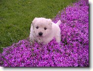 Deutscher spitz, German Spitz