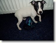 American Hairless Terrier