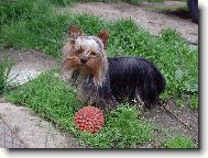Jork��rsk� terier, Yorkshire Terrier,