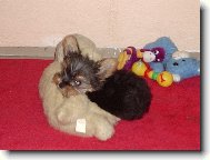 Jork��rsk� terier, Yorkshire Terrier,