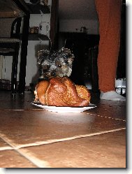Jork��rsk� terier, Yorkshire Terrier,