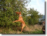 R�vidsz�r� Magyar Vizsla, Hungarian Short-haired Pointing Dog