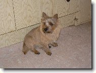 Norwich Terrier