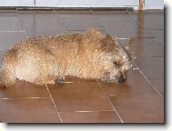 Norwich Terrier