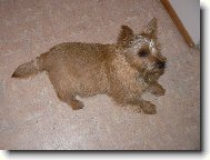Norwich Terrier