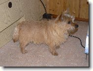 Norwich Terrier