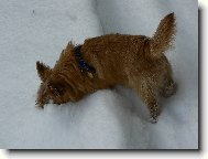 Norwich Terrier