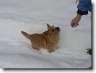 Norwich Terrier