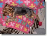 Jork��rsk� terier, Yorkshire Terrier,