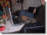 Jork��rsk� terier, Yorkshire Terrier,