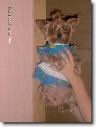 Jork��rsk� terier, Yorkshire Terrier,