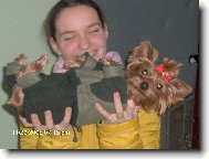 Jork��rsk� terier, Yorkshire Terrier,