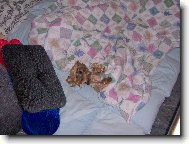 Jork��rsk� terier, Yorkshire Terrier,