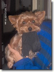 Jork��rsk� terier, Yorkshire Terrier,