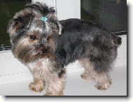 Jork��rsk� terier, Yorkshire Terrier,