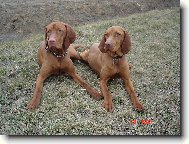 R�vidsz�r� Magyar Vizsla, Hungarian Short-haired Pointing Dog