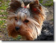 Jork��rsk� terier, Yorkshire Terrier,