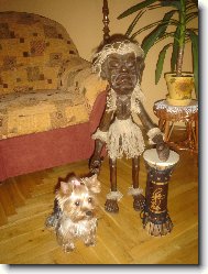 Jork��rsk� terier, Yorkshire Terrier,