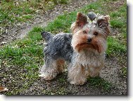 Jork��rsk� terier, Yorkshire Terrier,