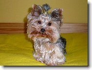 Jork��rsk� terier, Yorkshire Terrier,