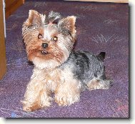 Jork��rsk� terier, Yorkshire Terrier,