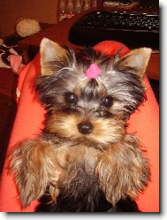 Jork��rsk� terier, Yorkshire Terrier,