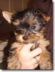 Jork��rsk� terier, Yorkshire Terrier,