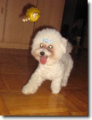 Bichon � poil fris�, Bichon Frise