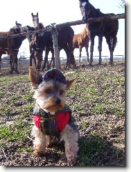 Jork��rsk� terier, Yorkshire Terrier,