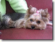 Jork��rsk� terier, Yorkshire Terrier,
