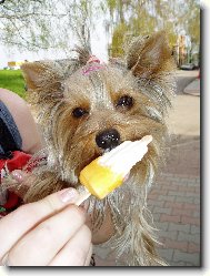 Jork��rsk� terier, Yorkshire Terrier,