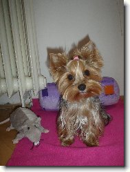 Jork��rsk� terier, Yorkshire Terrier,
