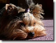 Jork��rsk� terier, Yorkshire Terrier,
