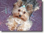 Jork��rsk� terier, Yorkshire Terrier,